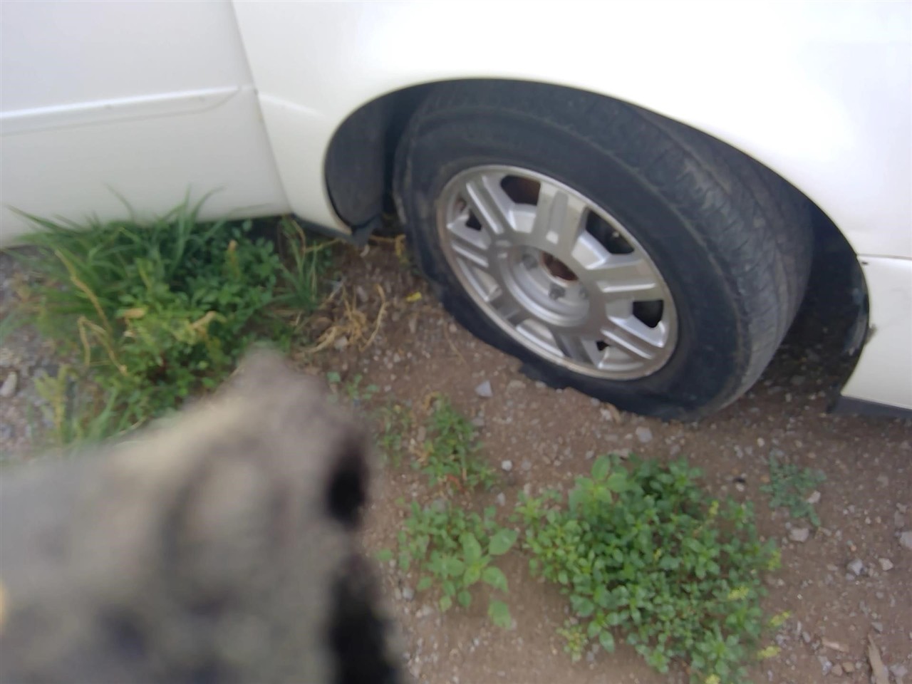 https://f005.backblazeb2.com/file/img-partshotlines-com/Inventory/EX366/Vehicle/11734_05.jpg